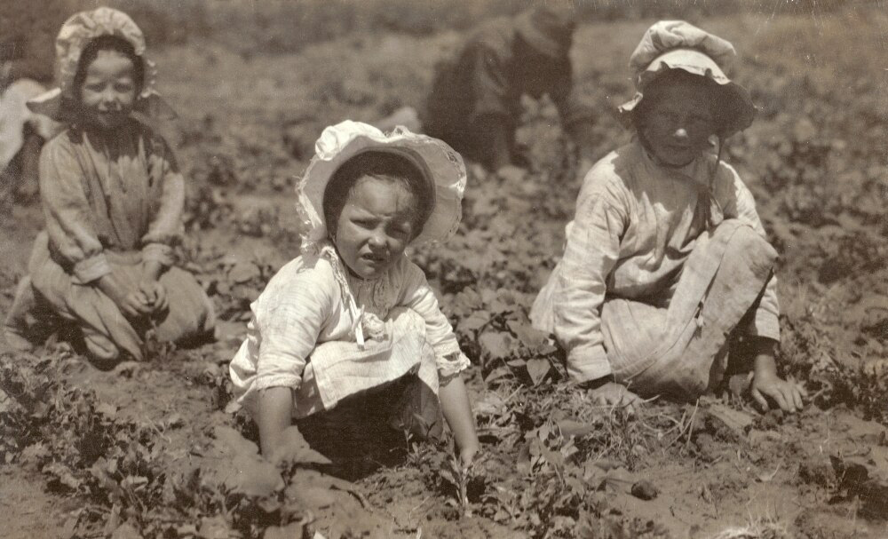 Four very young children working in a sugar beet field.